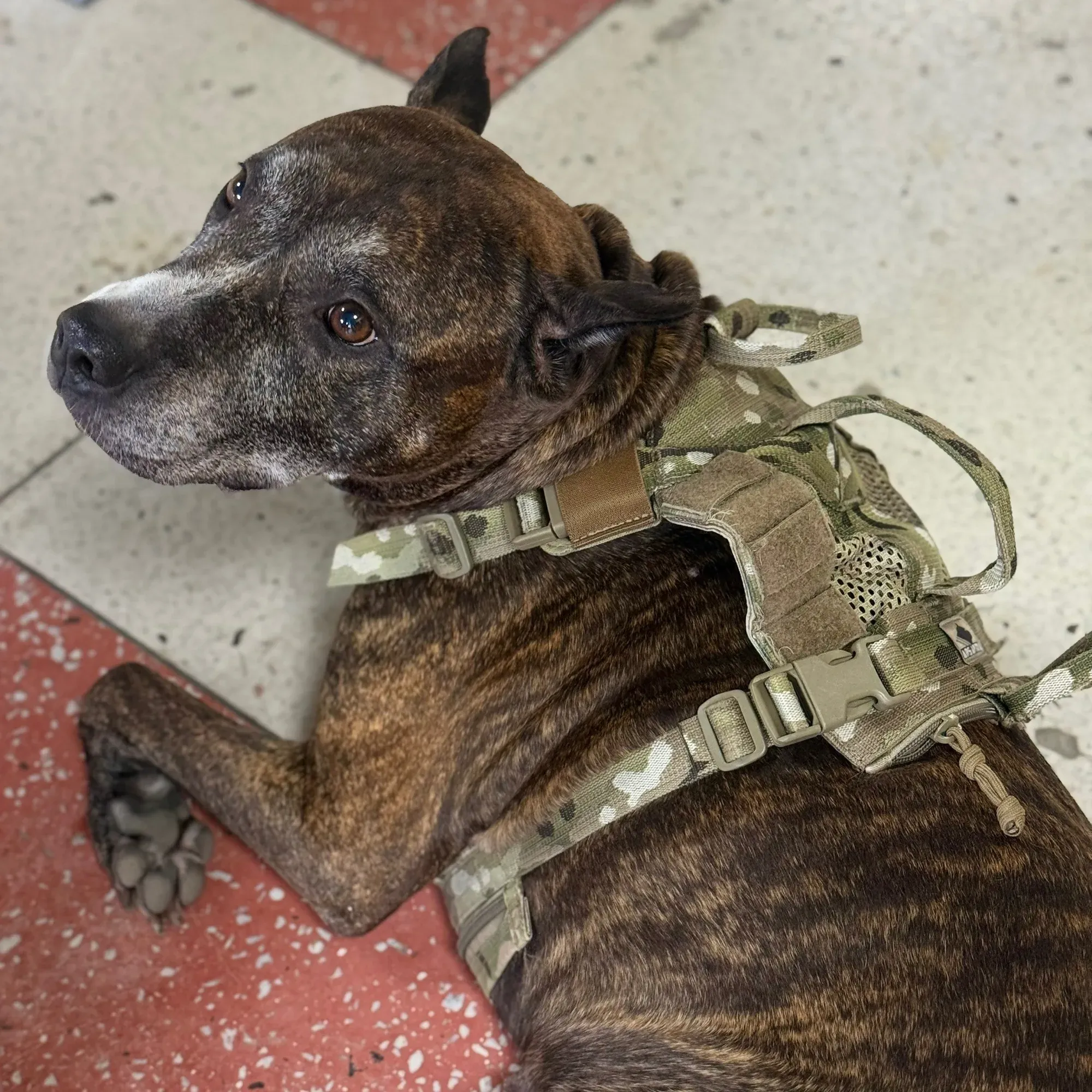 Тактическая шлейка для собак AA-EDO K9 Tactical Cooling Harness Mod.1 от Ars Arma